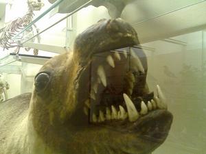 Museum of Zoology