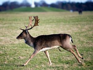 Phoenix Park