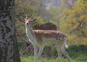 Richmond Park